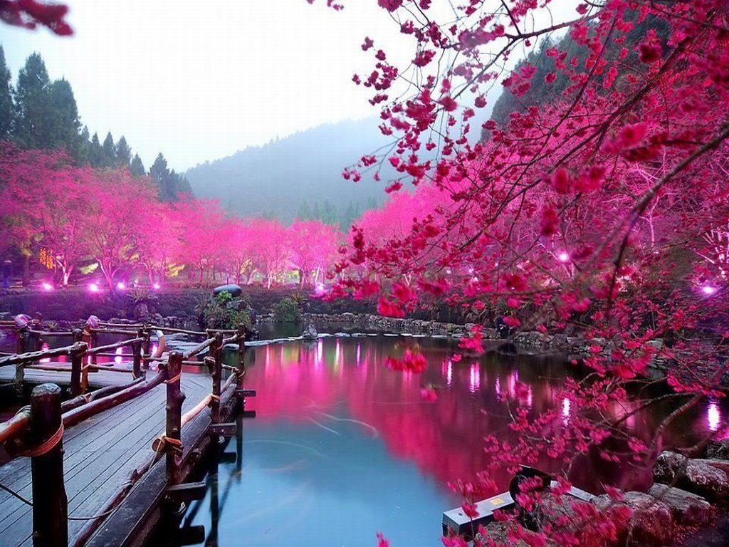 Cherry-Blossom-Lake-Sakura-Japan.jpg