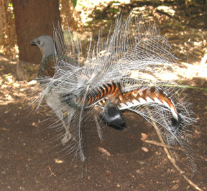 Lyrebird.jpg